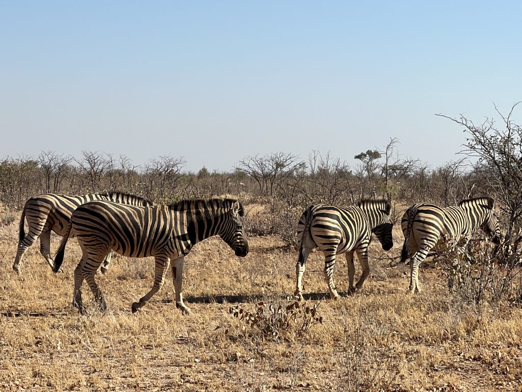 Etosha 1