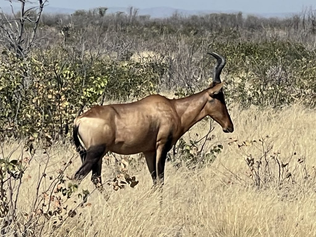 Etosha 2