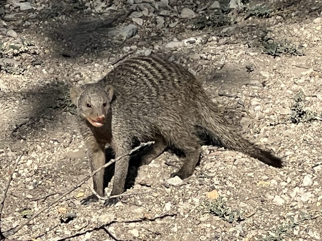 Etosha 3