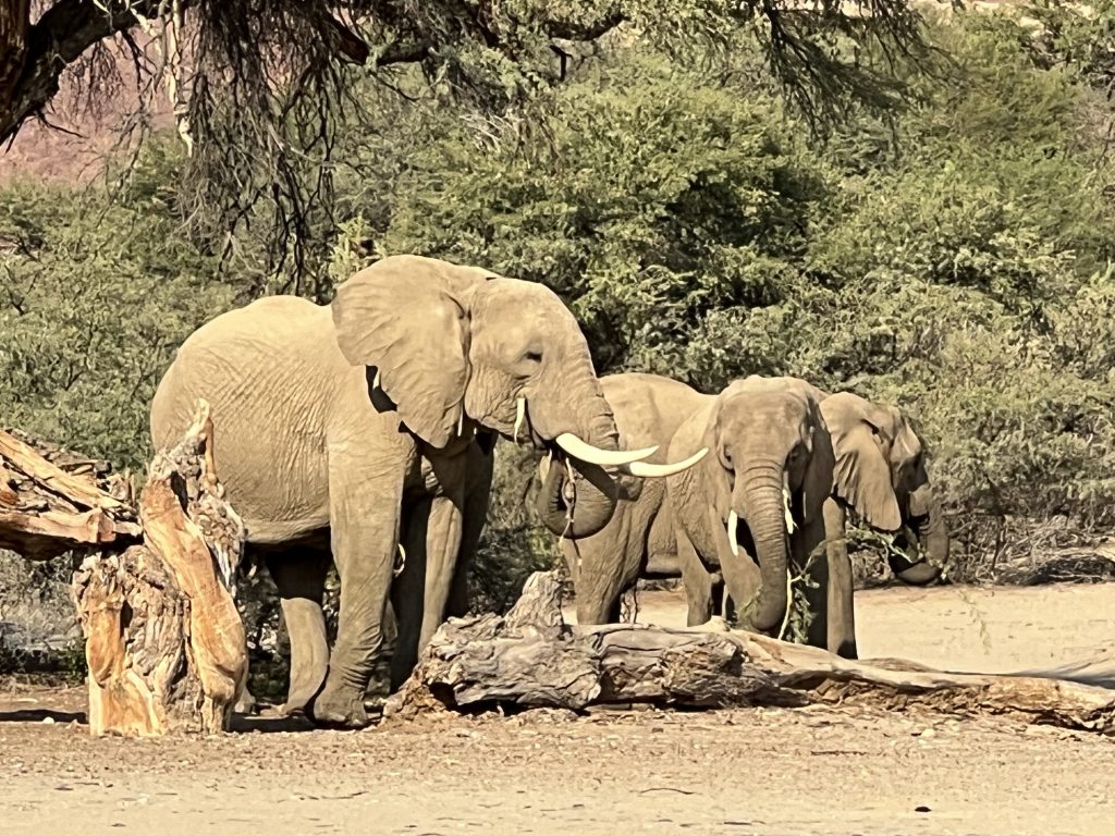 Puros Elephant 1
