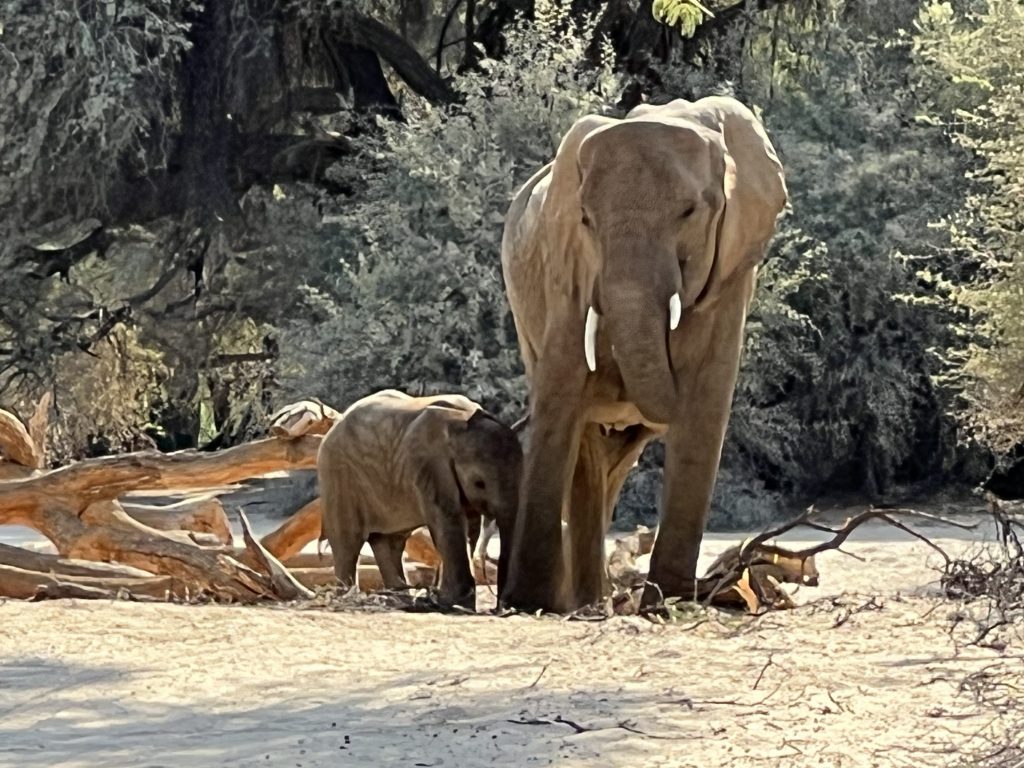 Puros Elephant 2
