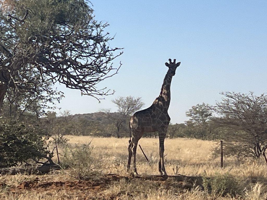 Puros Giraffe 1